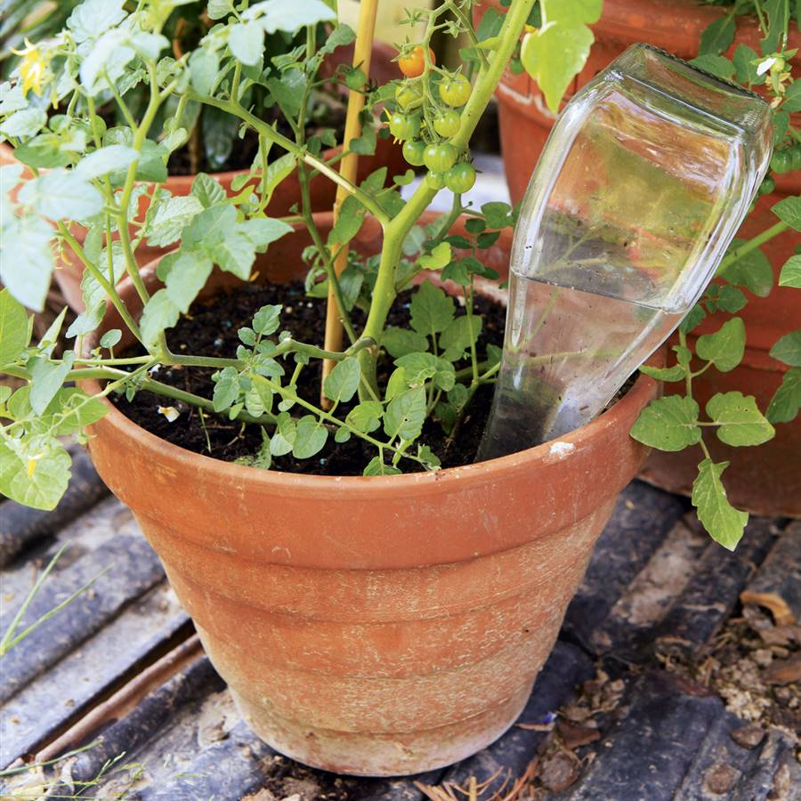 9 consejos para proporcionar agua a tus plantas en vacaciones