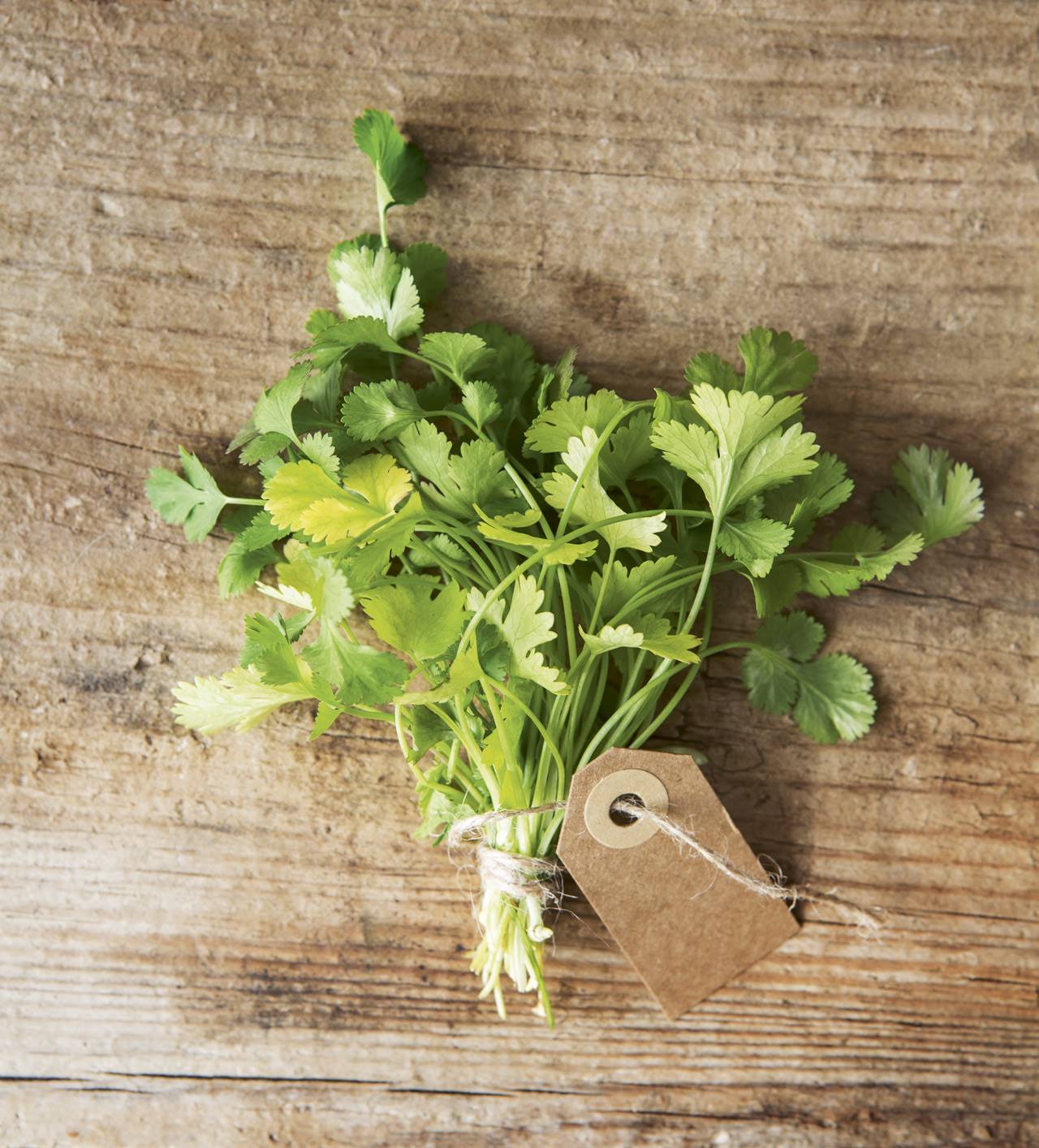 cilantro