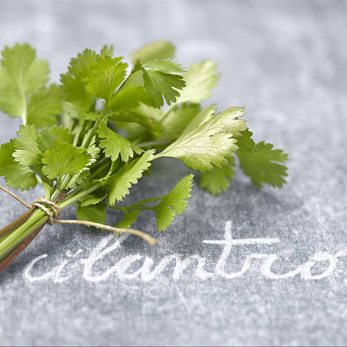 CILANTRO (1)