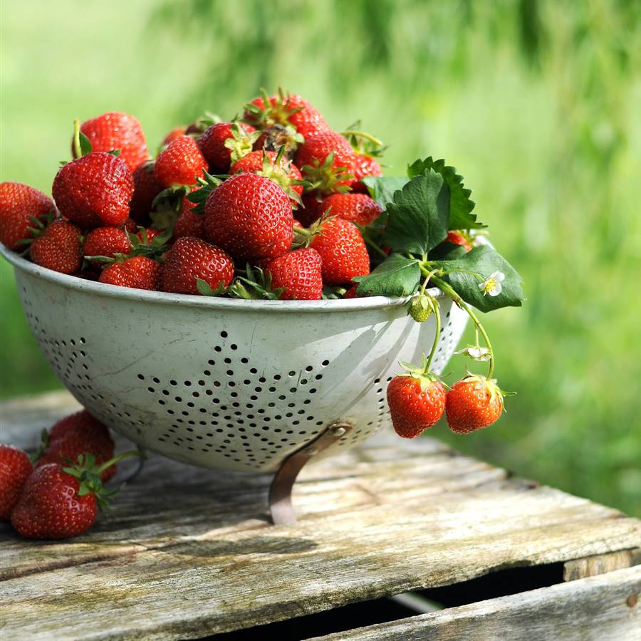 9 ideas para llenar tus platos de fresas y pasión