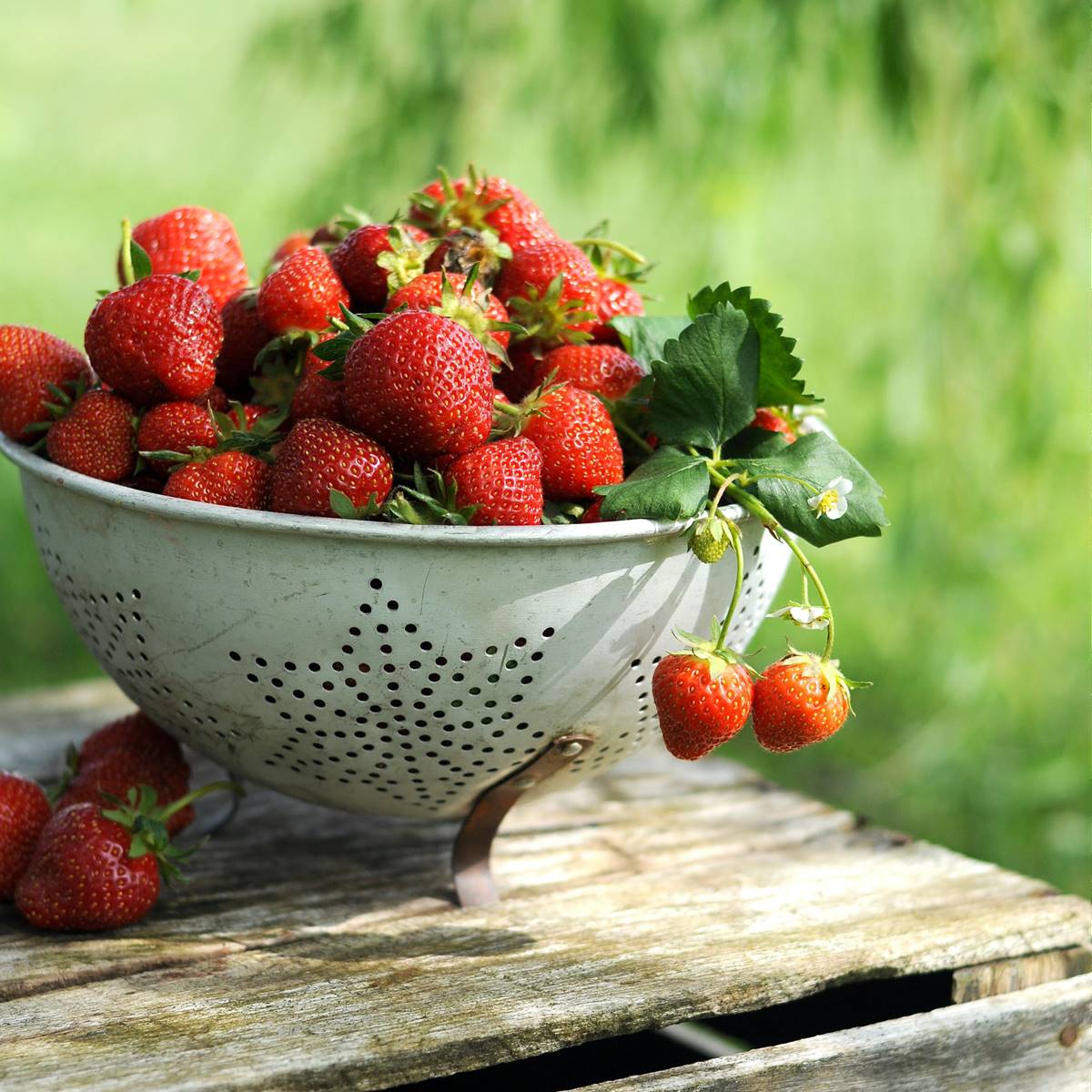 Fresas en un escuridor 