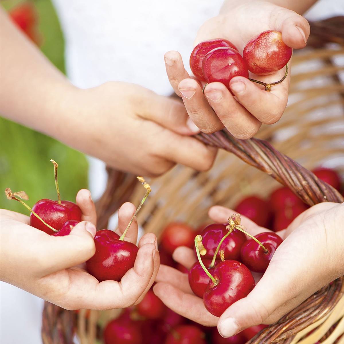 cerezas