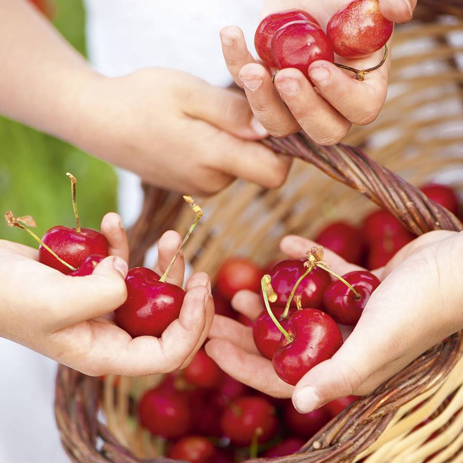 cerezas