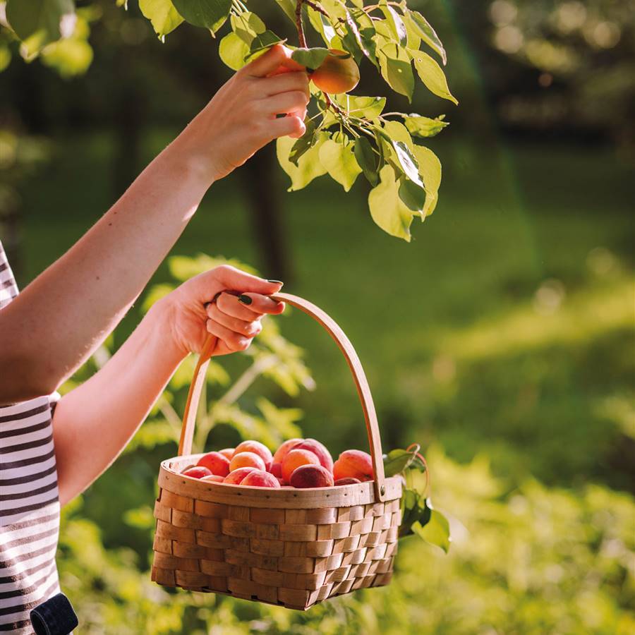 10 recetas con fruta de temporada muy apetitosas con un toque dulce