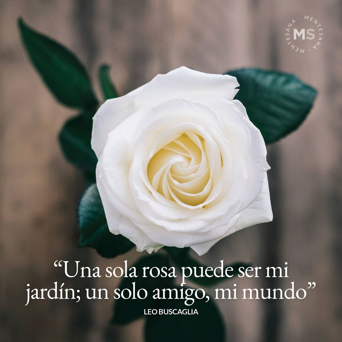 50 Frases Sobre La Amistad Verdadera