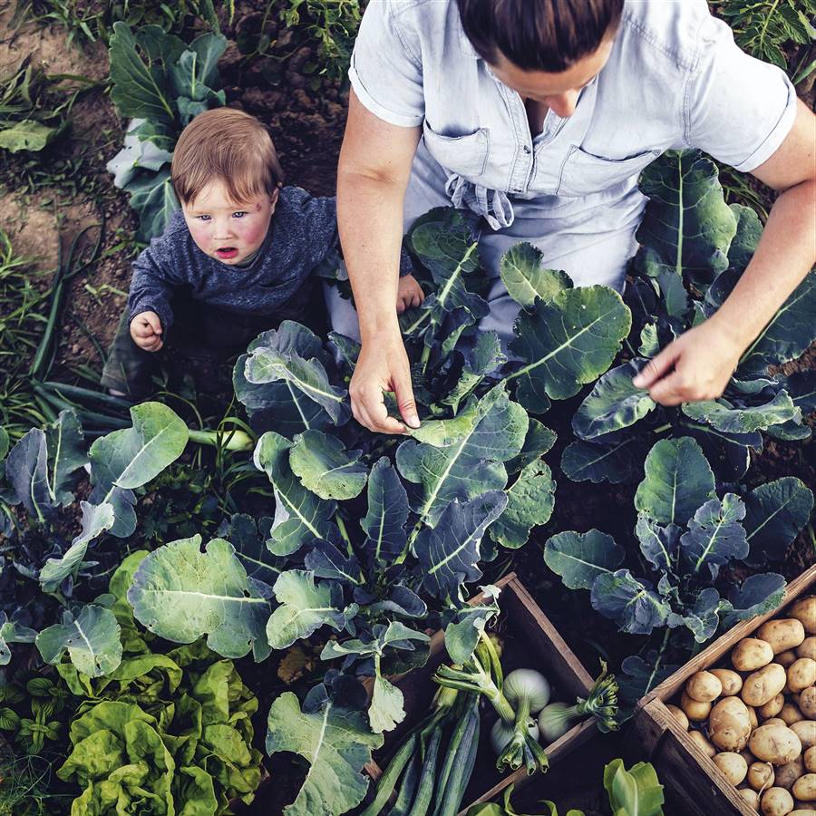 Cómo emprender en el campo (conoce su potencial)