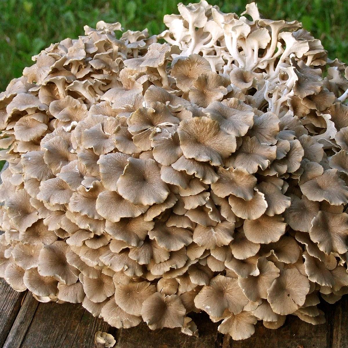 Polyporus umbellatus