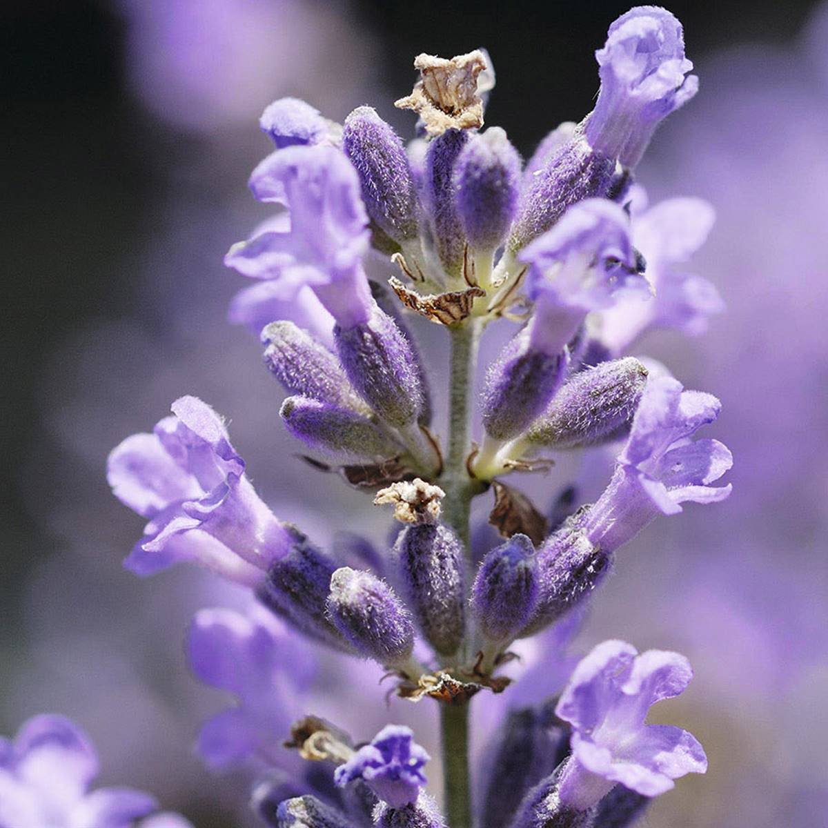 Details 200 la flor de la lavanda