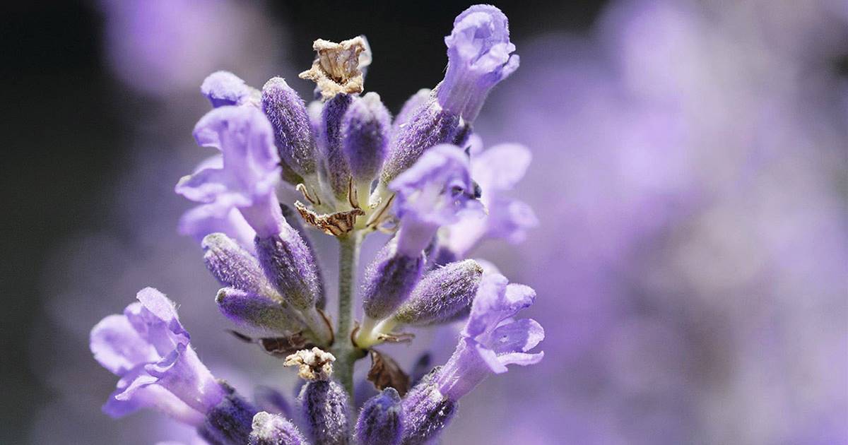 Lavanda: una planta silvestre con grandes propiedades medicinales