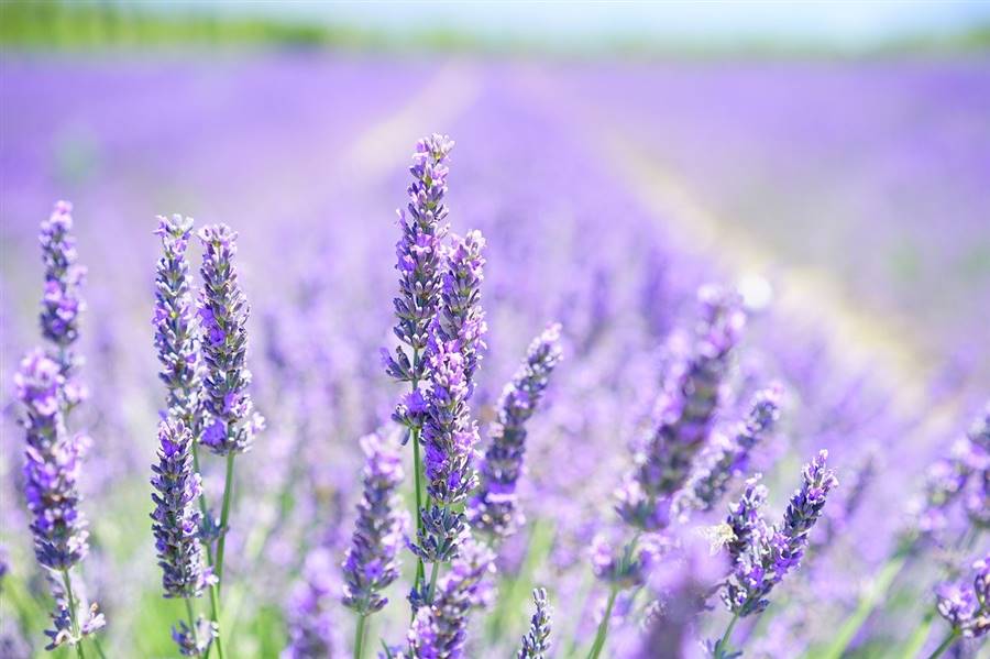 Aceite esencial de lavanda