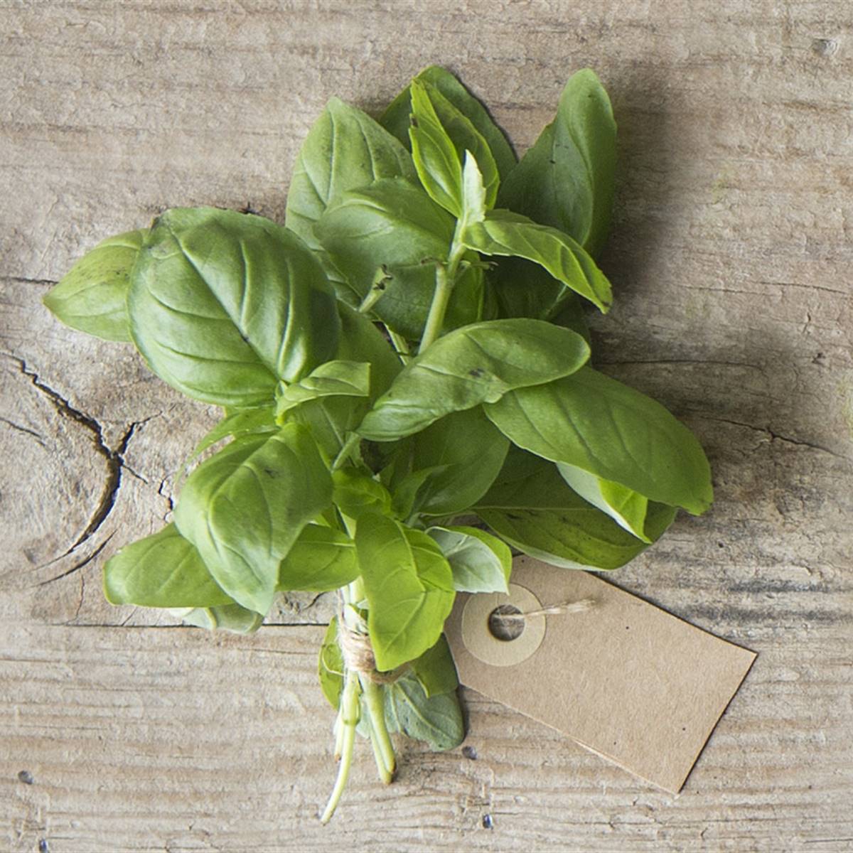 Albahaca propiedades medicinales y cómo tomarla