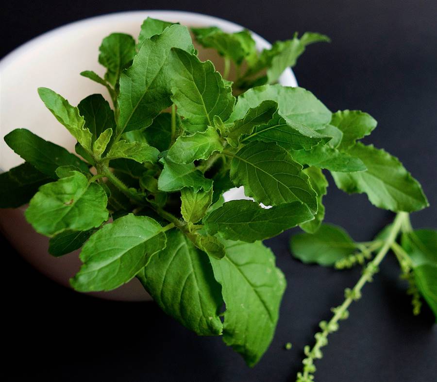 Albahaca sagrada tulsi