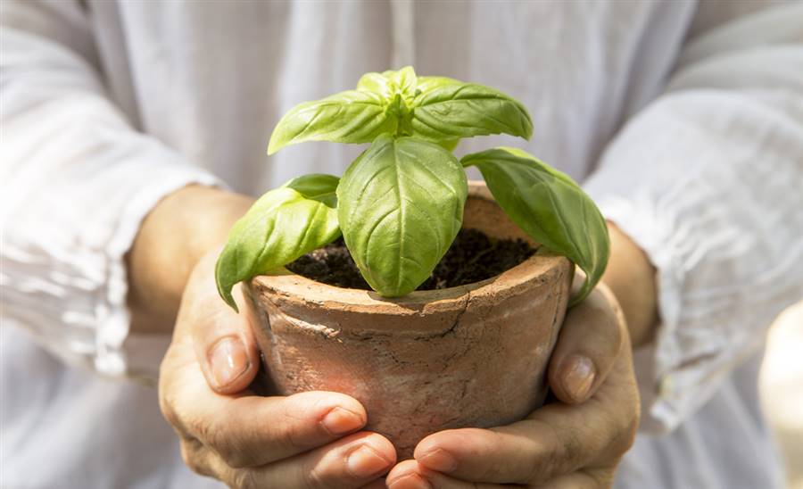 Albahaca sagrada tulsi