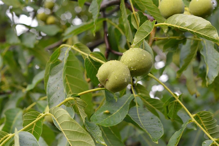 Nueces con pericarpo en rama de nogal