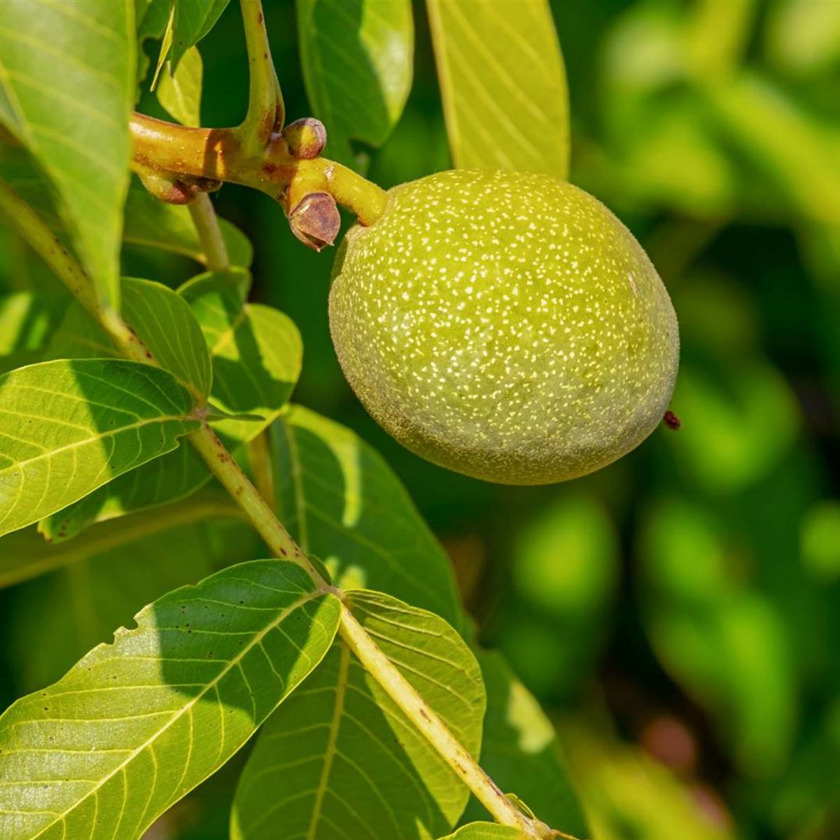 Arriba 93+ Imagen El Nogal Es Un árbol De Hoja Caduca Alta Definición ...