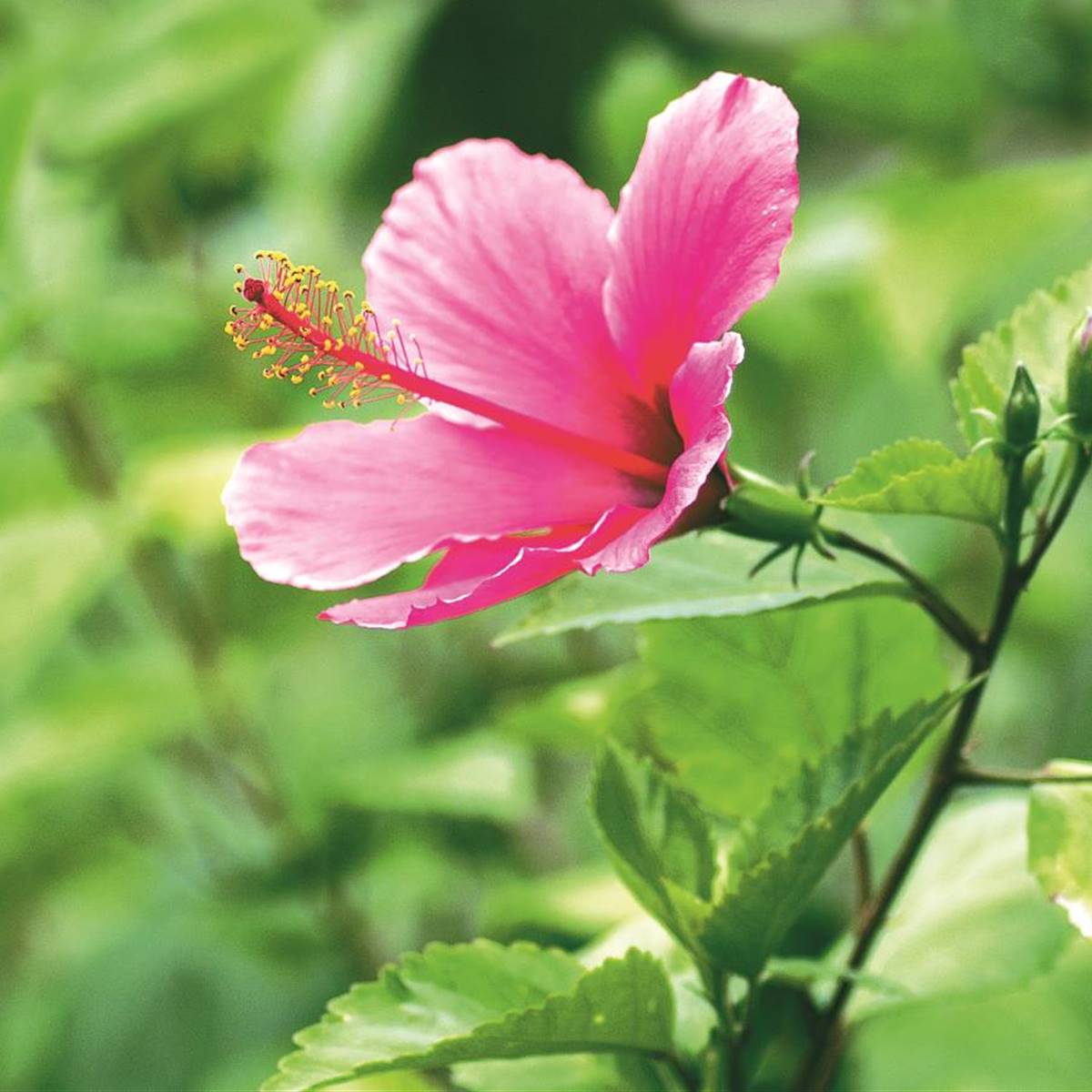 Hibisco: propiedades para la salud