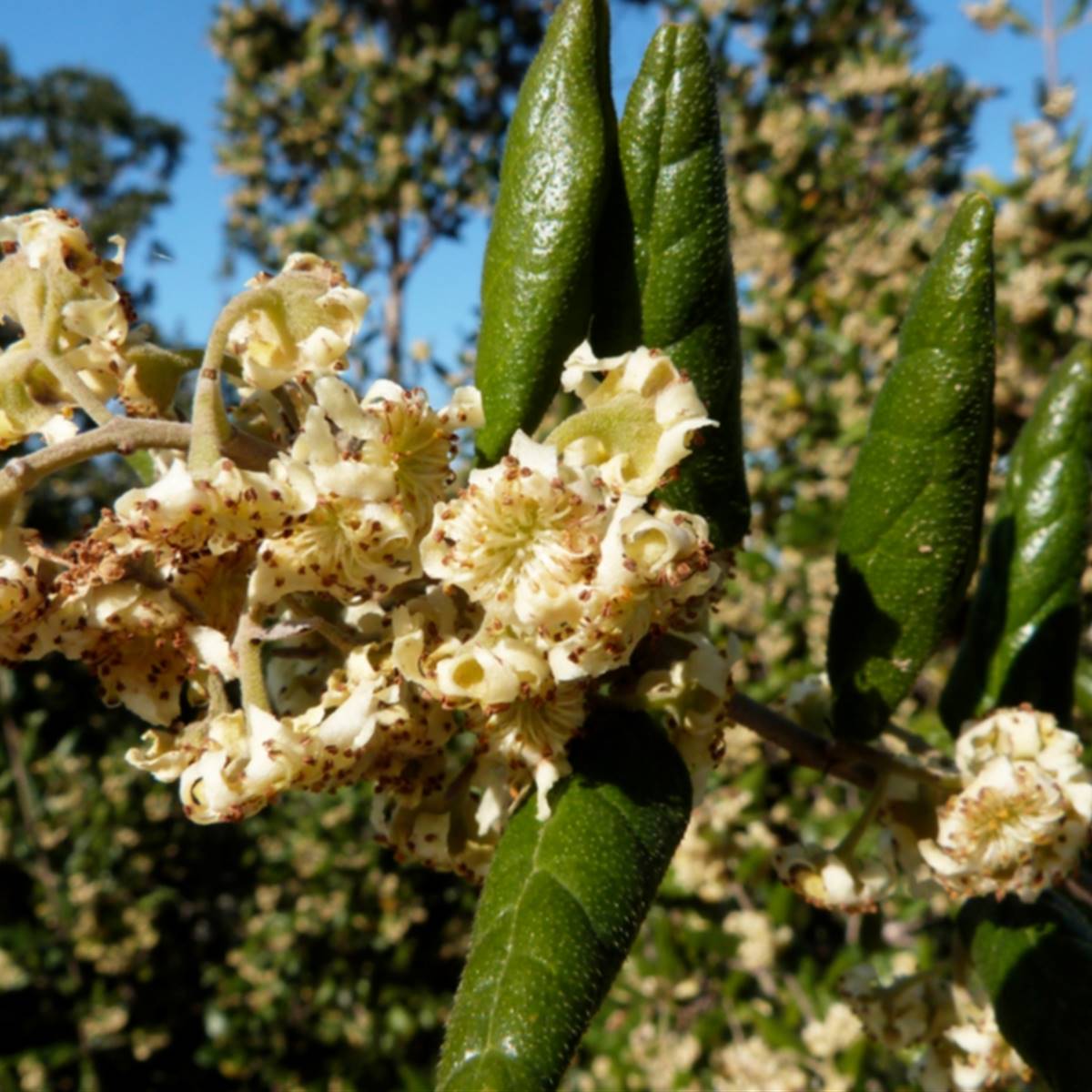 Boldo: propiedades, beneficios y contraindicaciones de esta planta medicinal