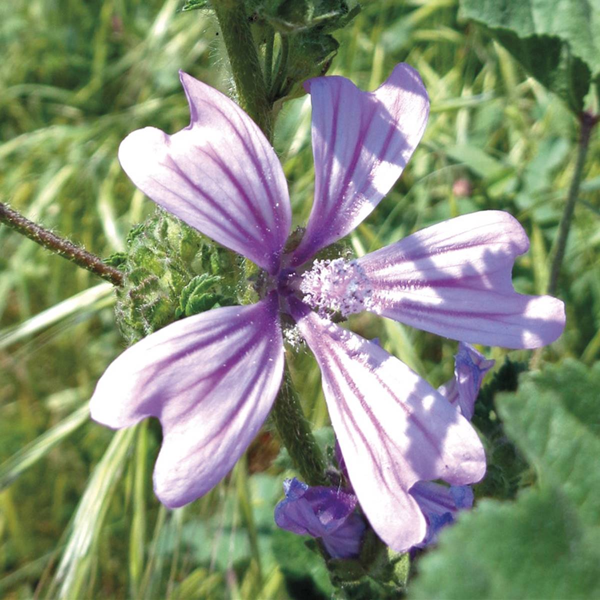 Malva Sylvestris: propiedades y beneficios de una planta comestible y curativa Malva Sylvestris: propiedades y beneficios de una planta comestible y curativa