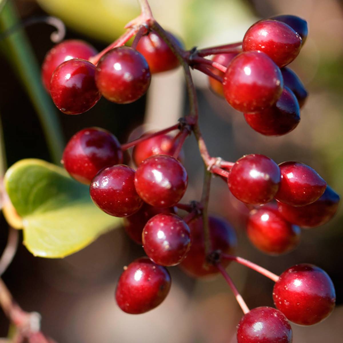 beneficios e infusiones