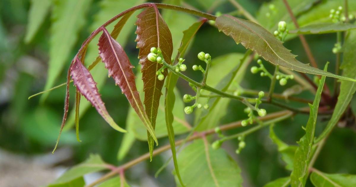Increíbles beneficios para la salud y usos de las hojas de neem