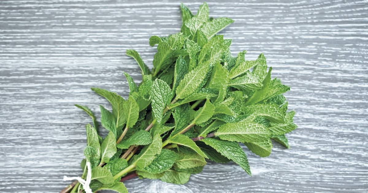 Menta piperita: propiedades, beneficios y cuidados - Cuerpomente
