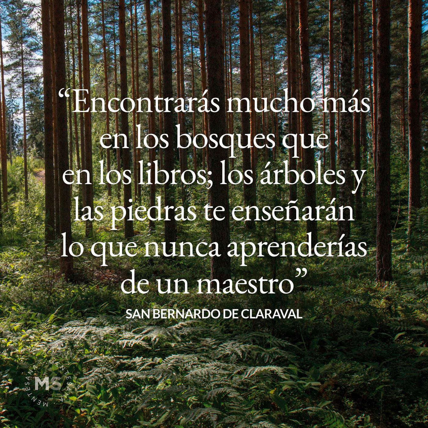 Total 58+ imagen frases sobre bosque