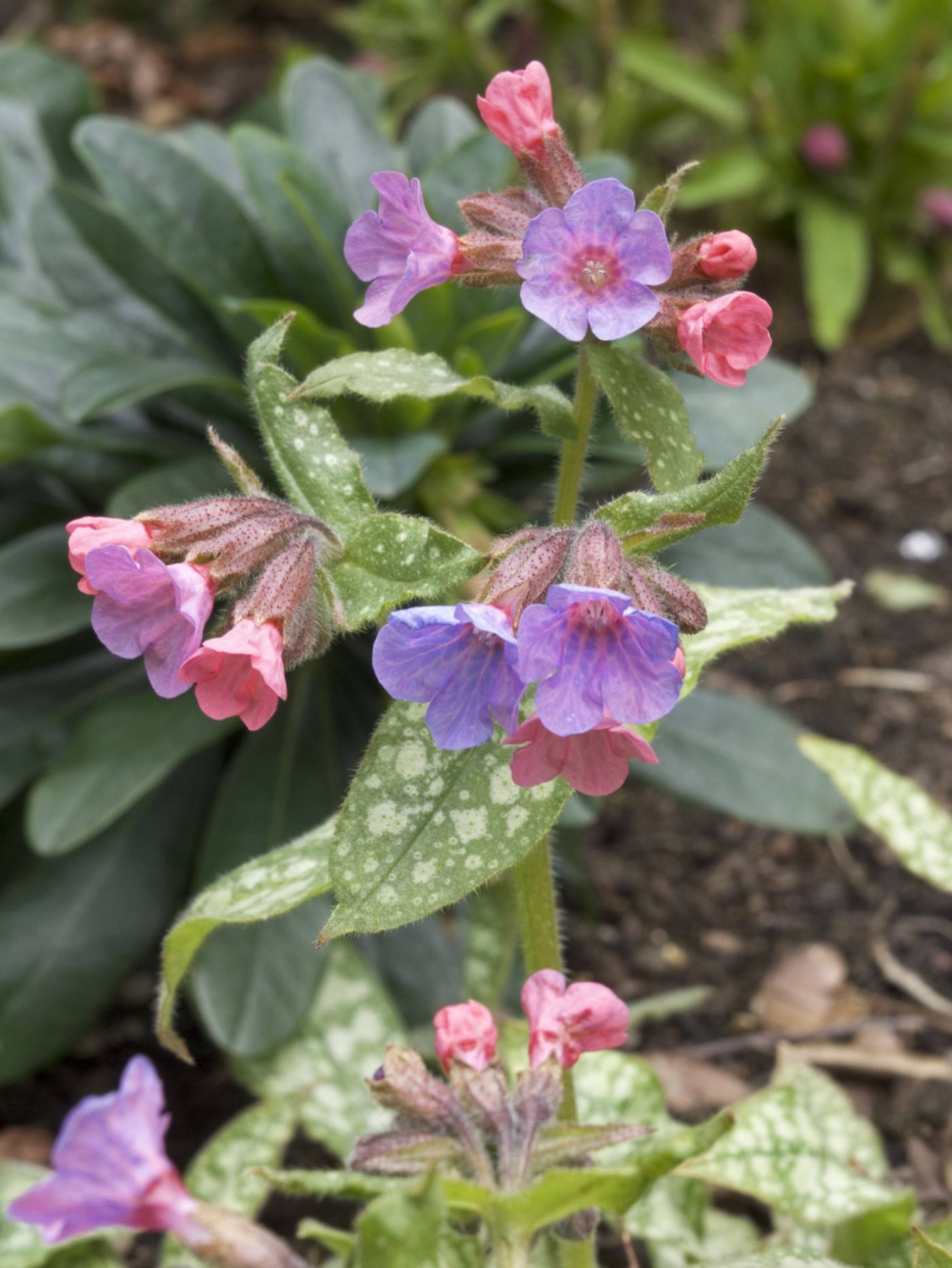 pulmonaria