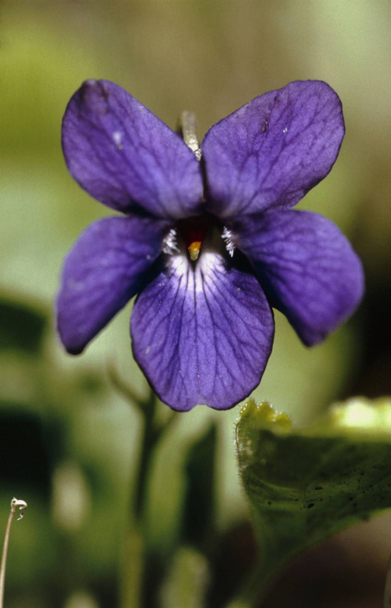 violeta
