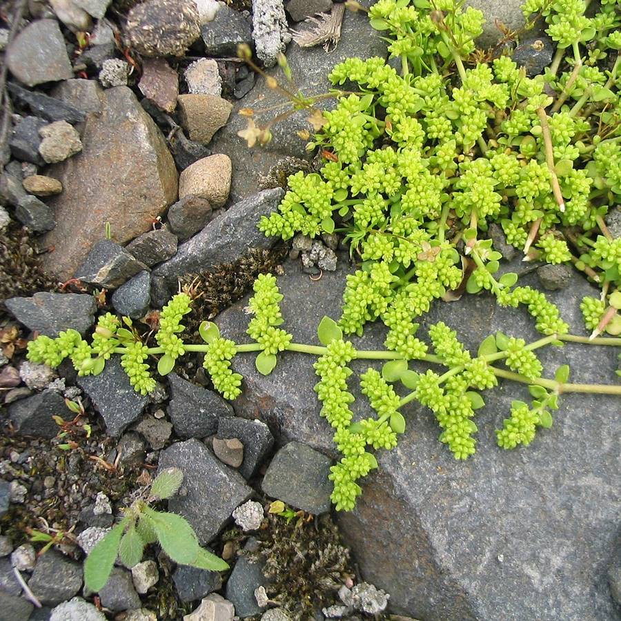 herniaria glabra