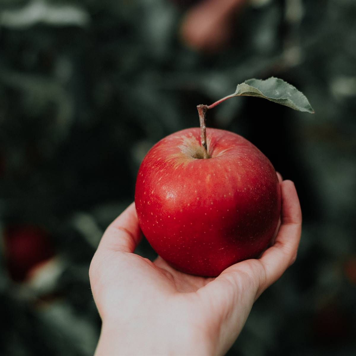manzana