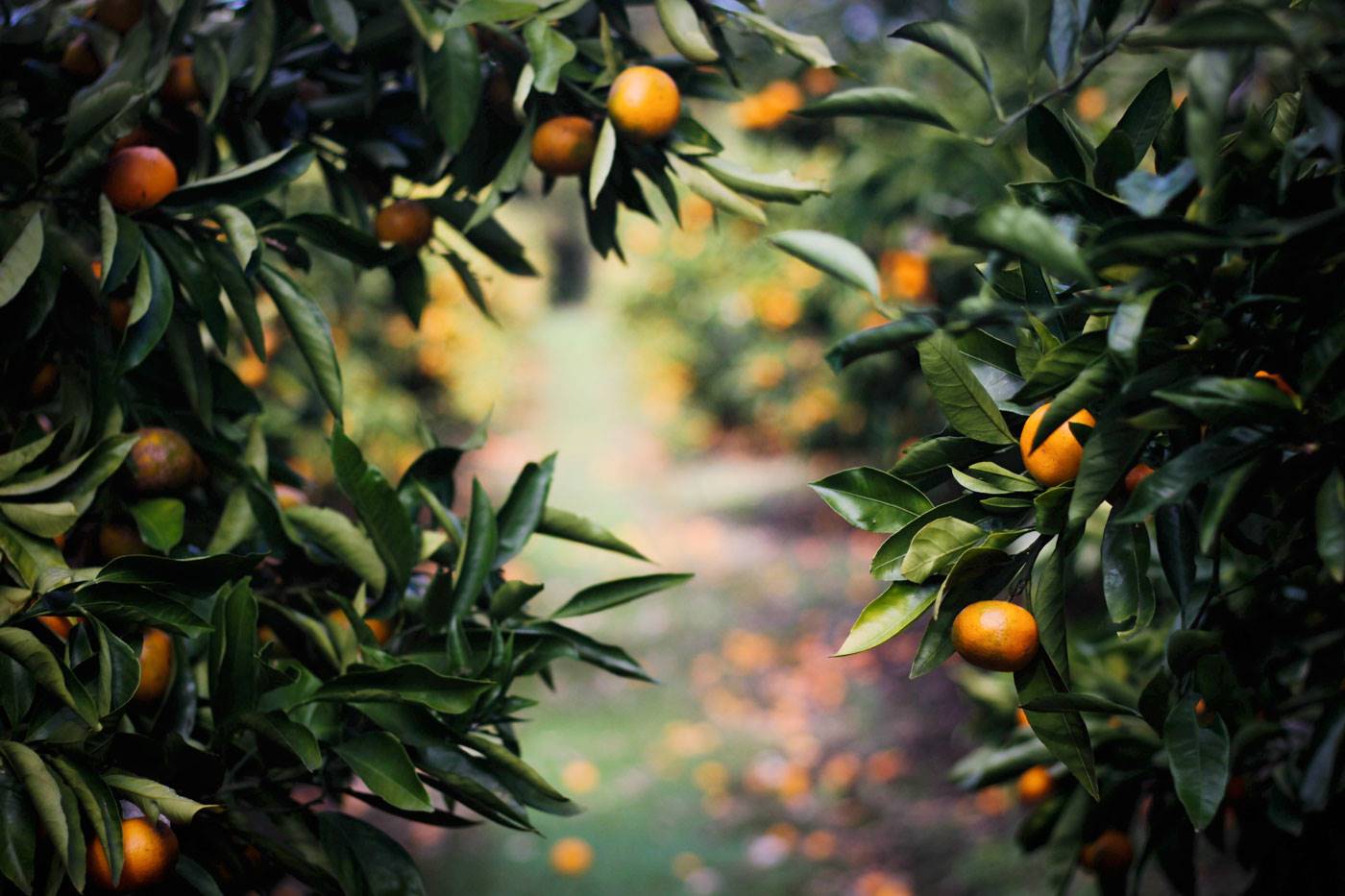 aceite-esencial-mandarina-estres