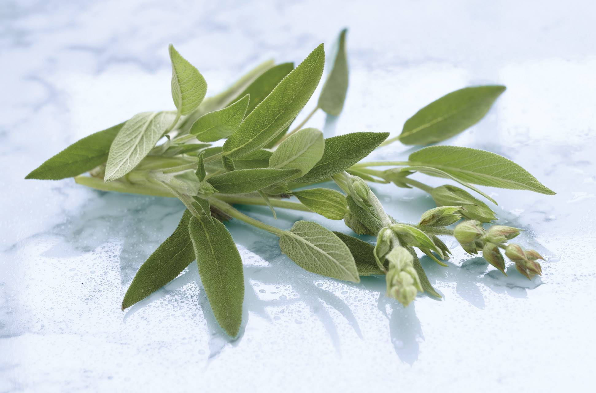 salvia