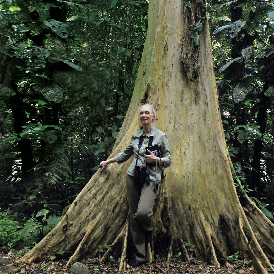 Jane Goodall
