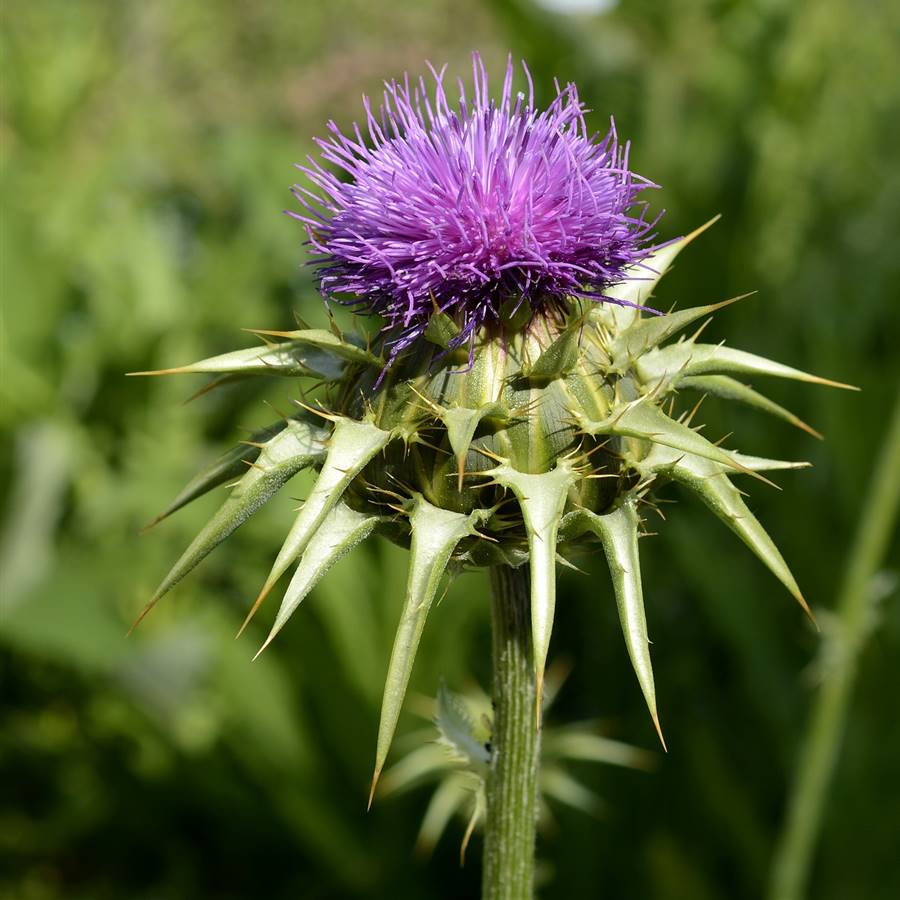 Cardo Mariano, Plantas Medicinales