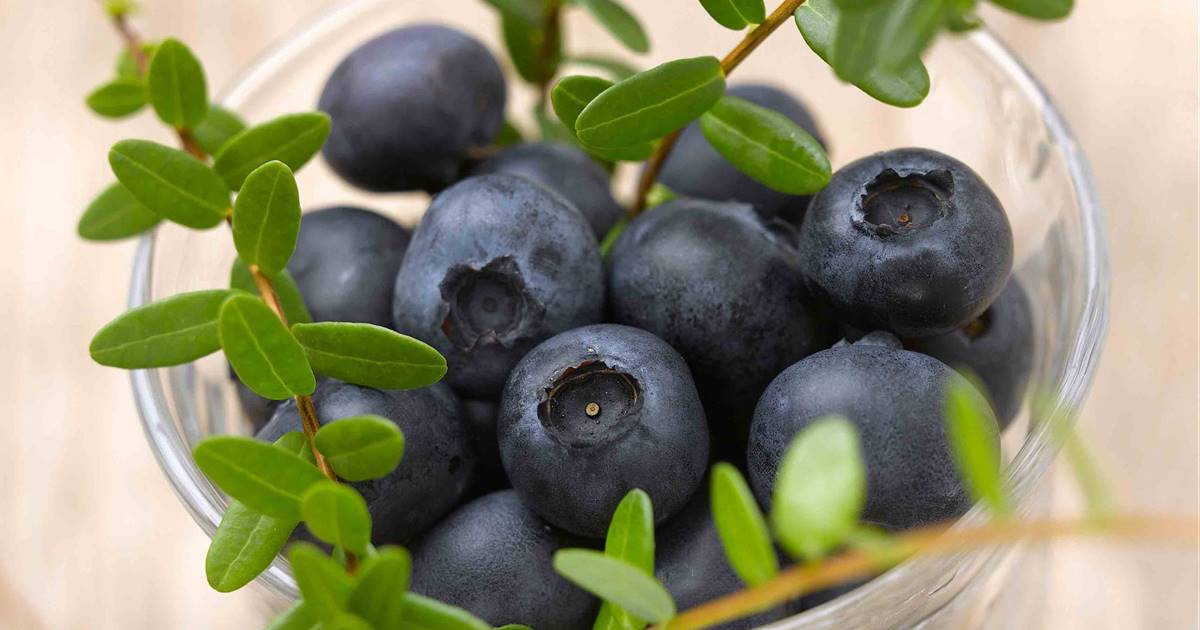 Arándanos: propiedades, beneficios y usos en la cocina
