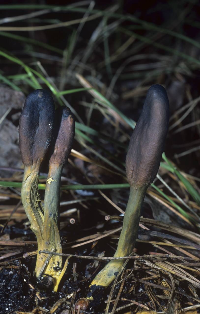 cordyceps