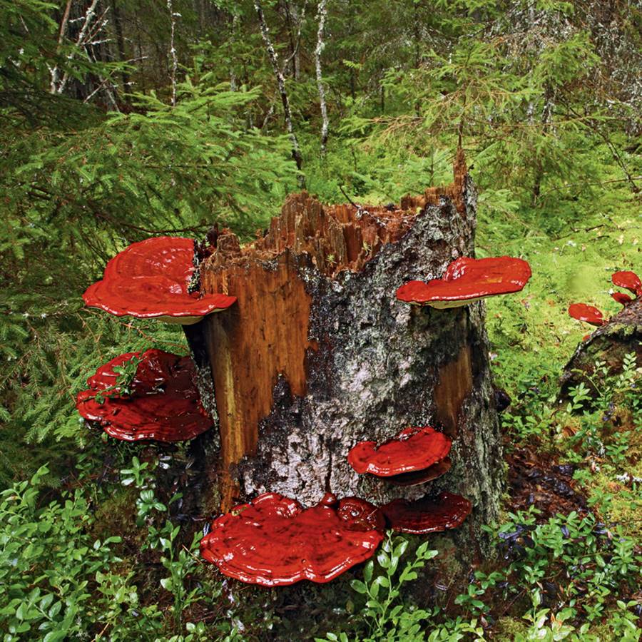 reishi