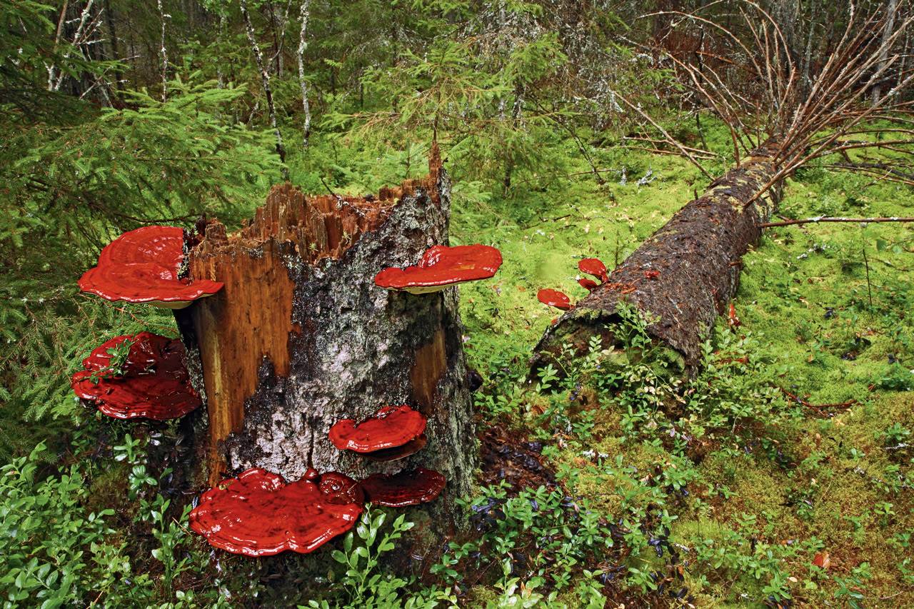 reishi