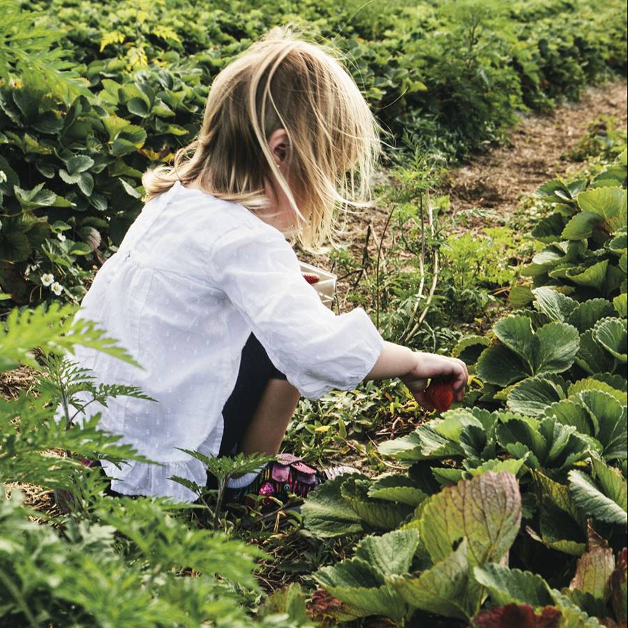 La dieta vegetal podría protegernos frente a futuras pandemias 