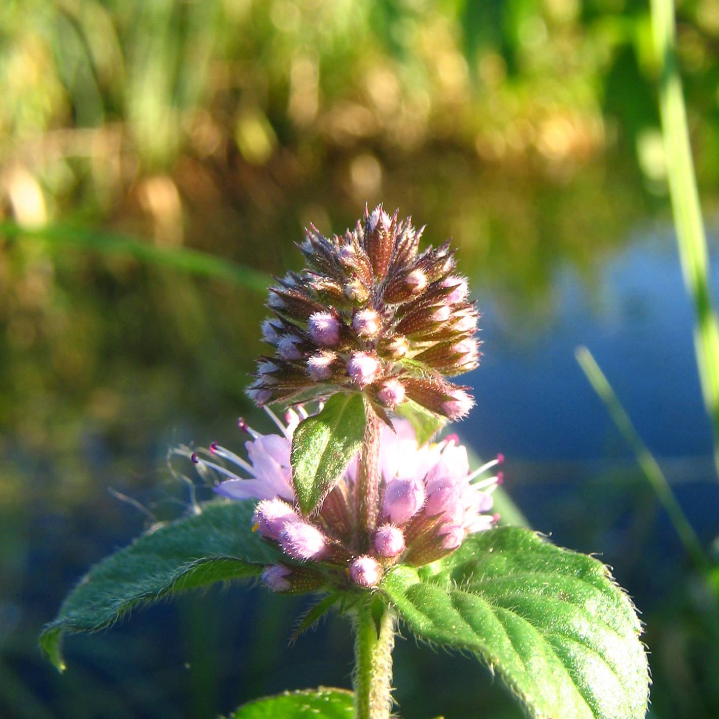 Menta de agua