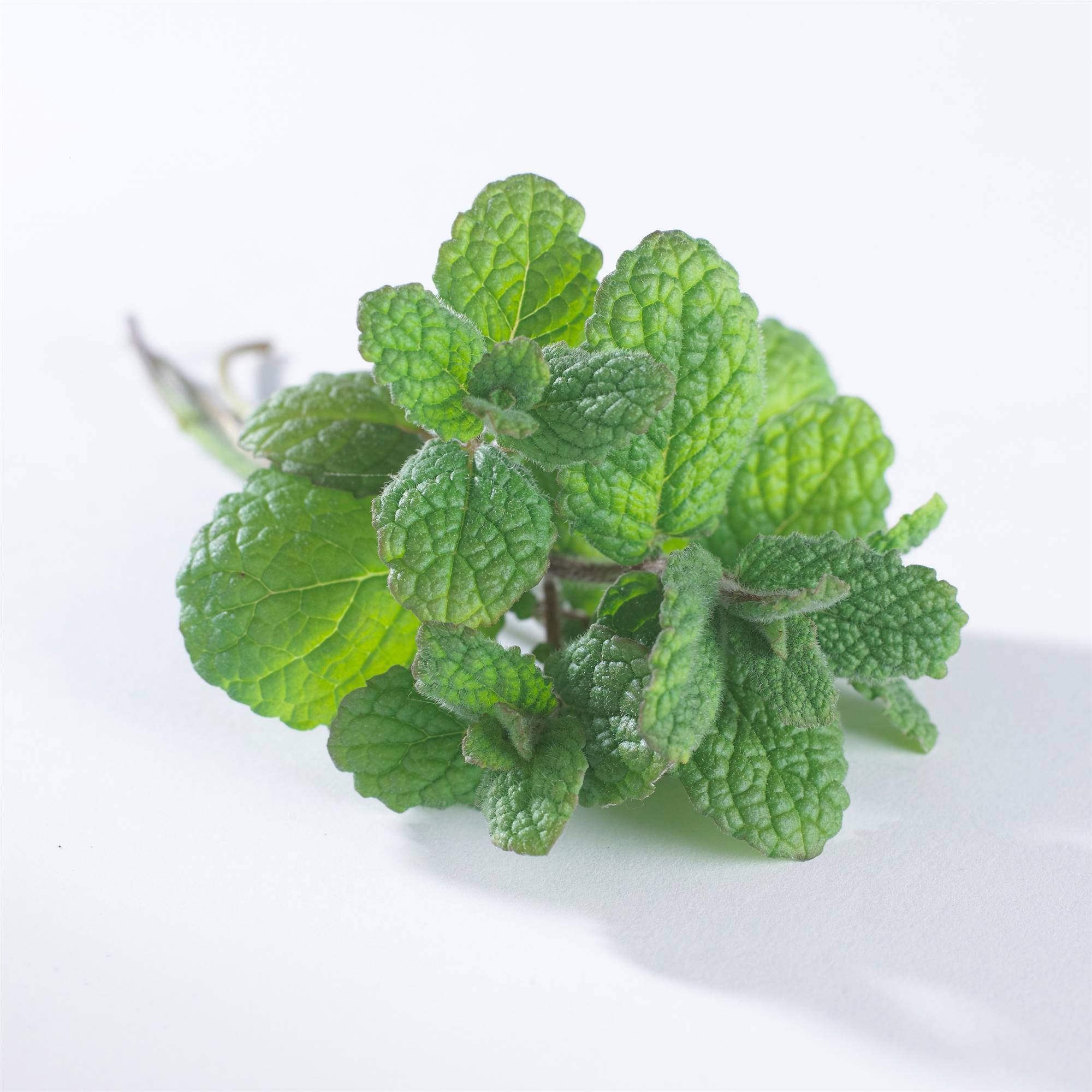 Menta de burro