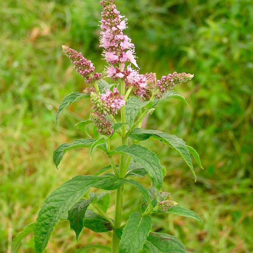 Menta de caballo