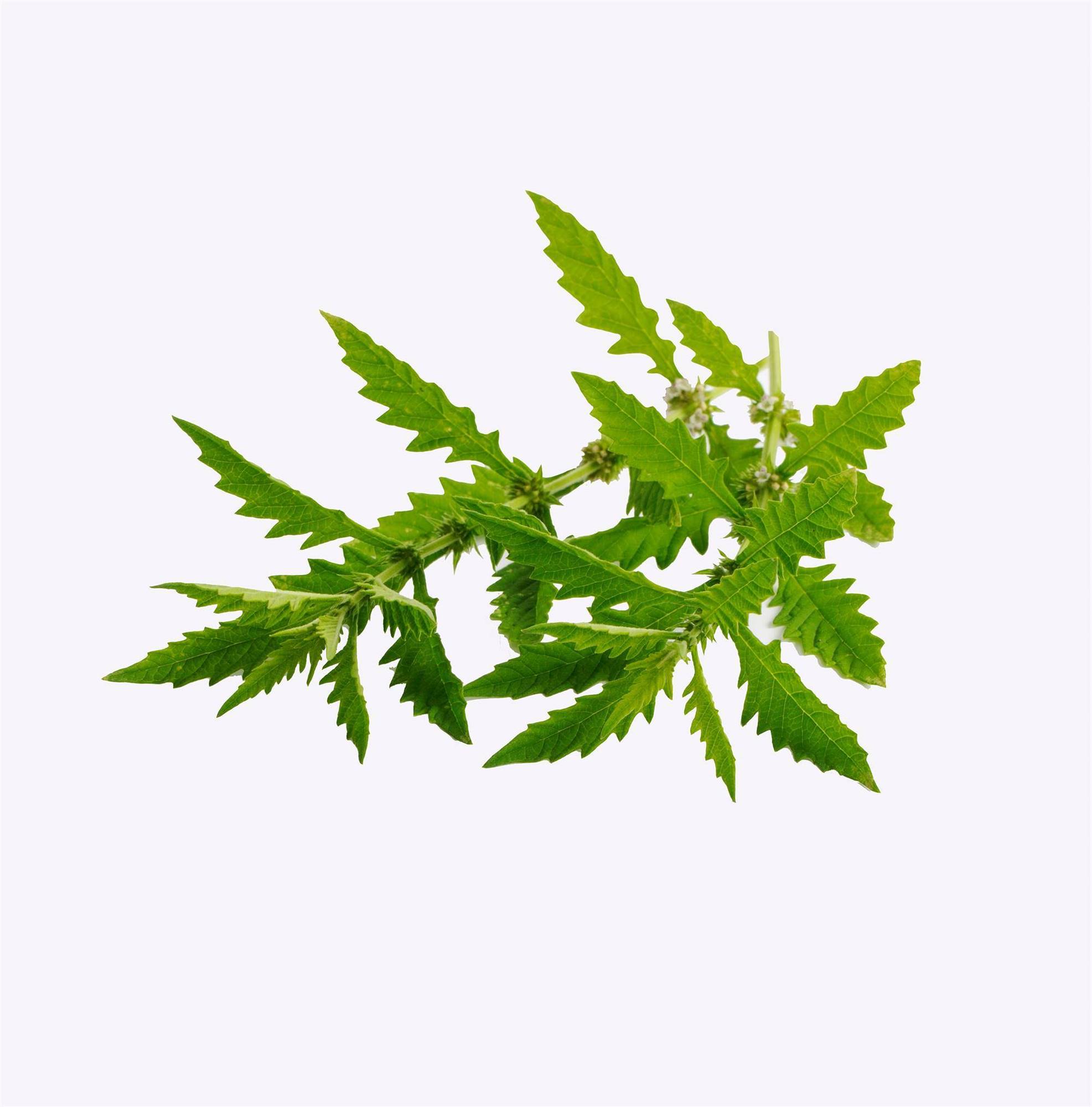 Menta de lobo