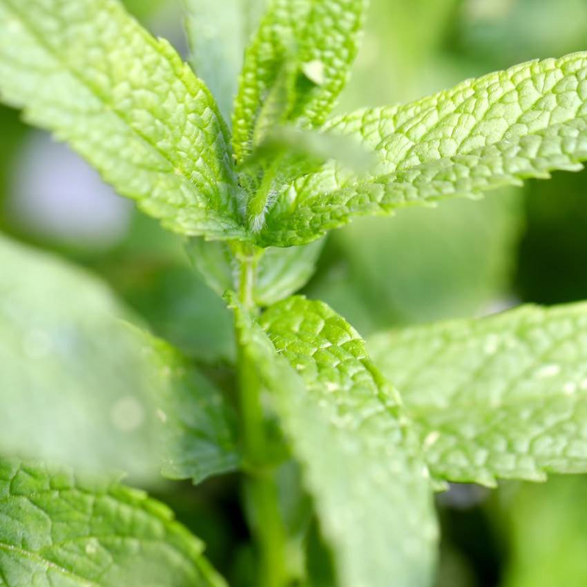 Menta piperita