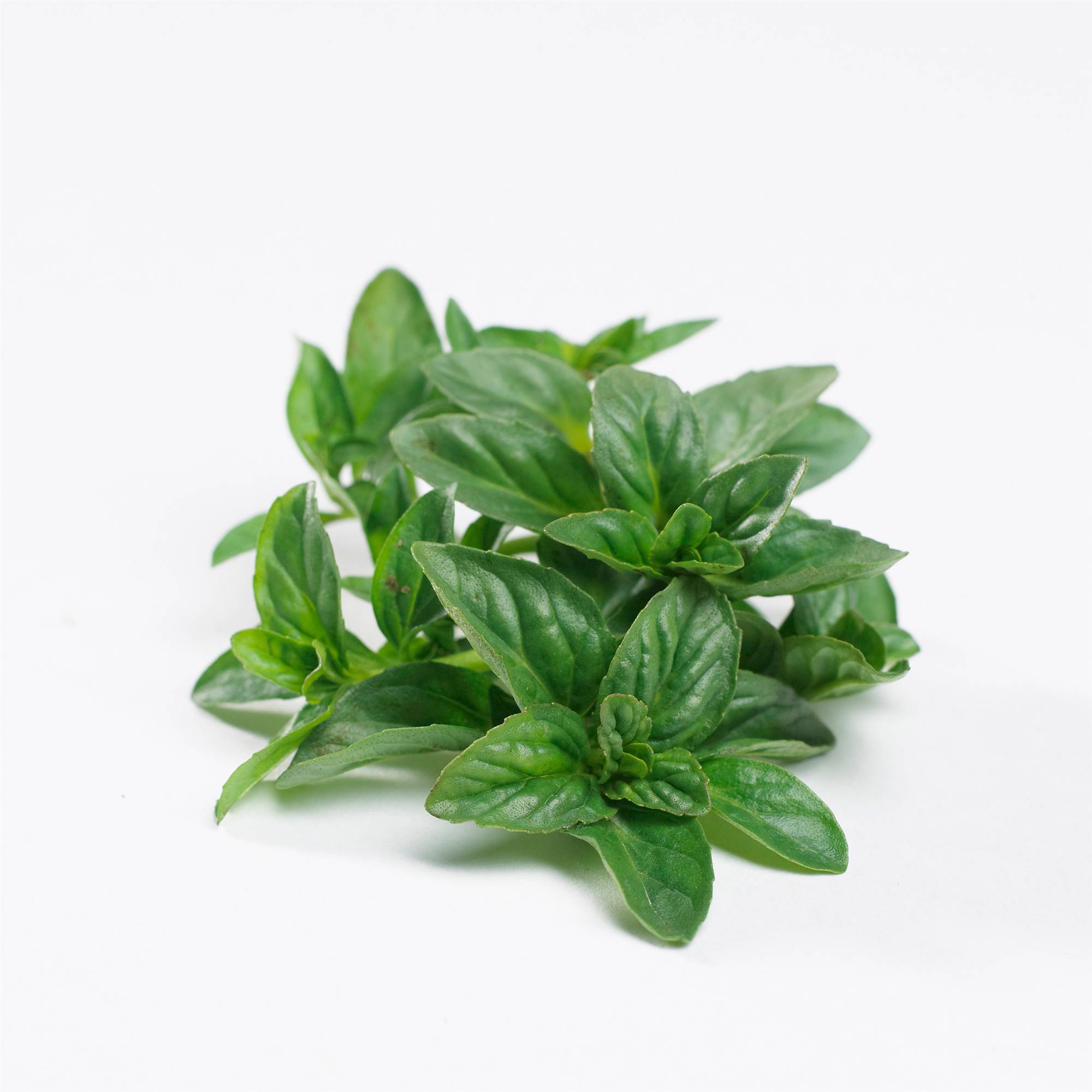 Menta poleo