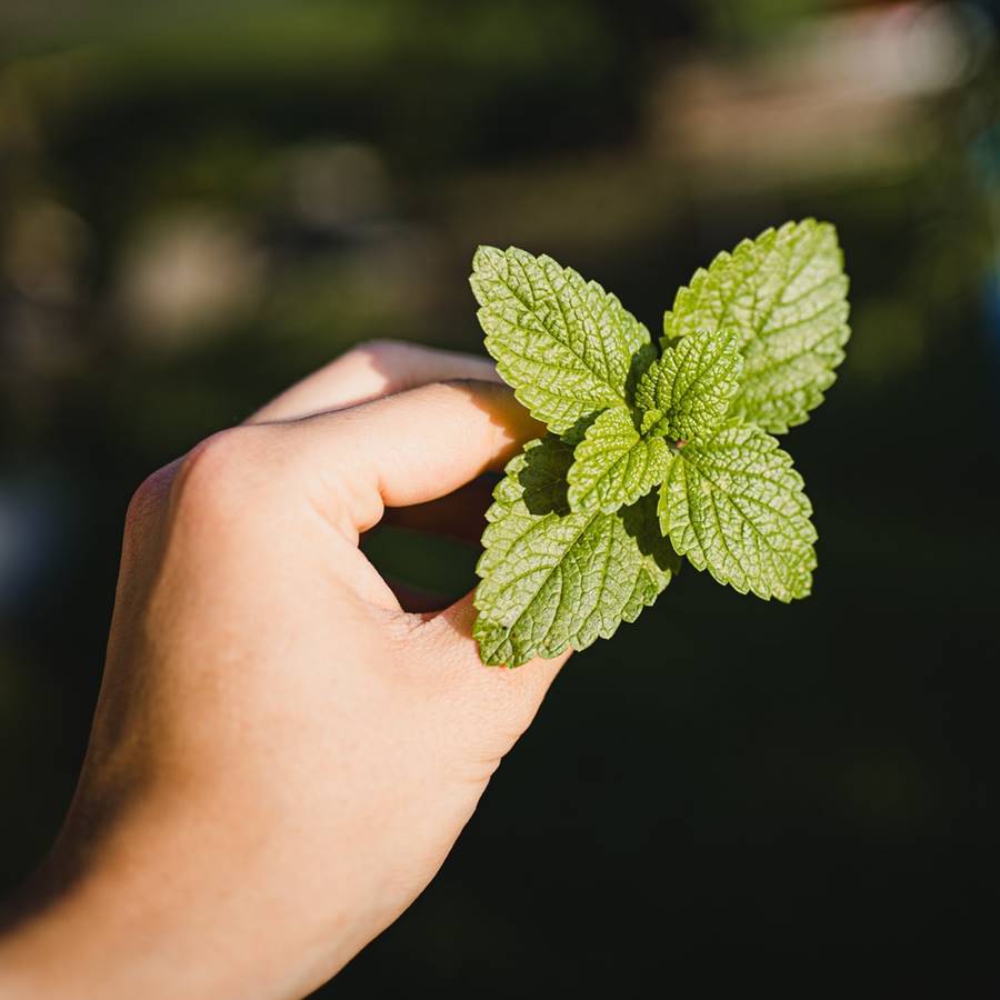 Para Qué Sirve el ACEITE de MENTA - Propiedades y Beneficios