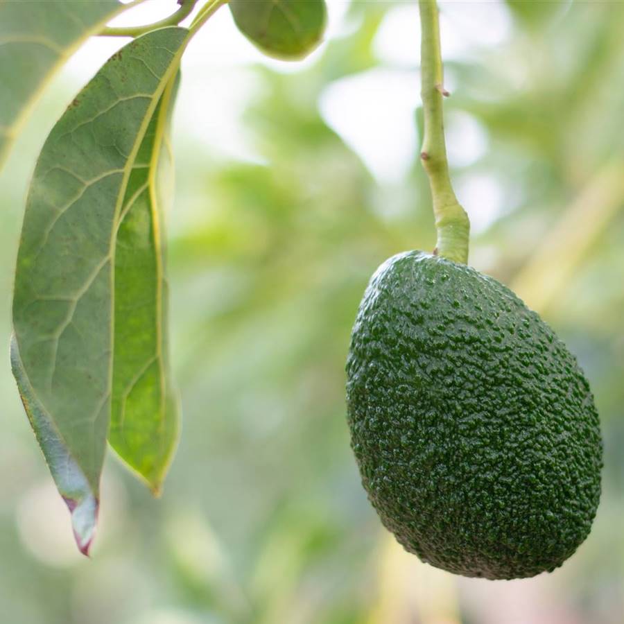 7 alternativas sostenibles al aguacate