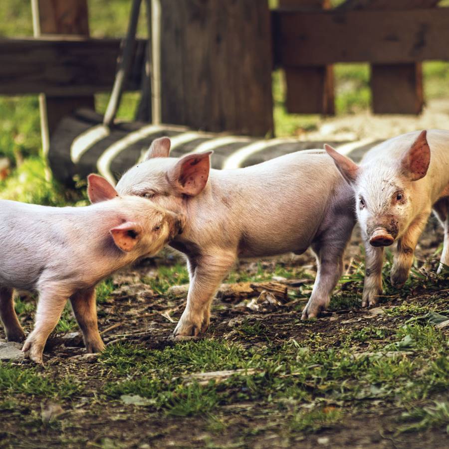 Let's talk about pork: ¿así se usa el dinero europeo?