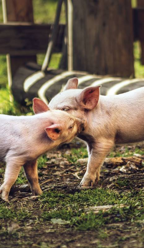 Campaña carne de cerdo Let's talk about porks