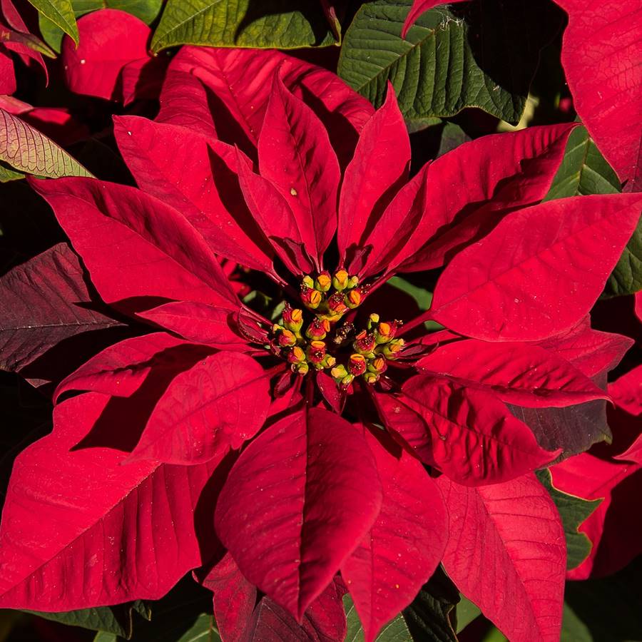 Cuida tu flor de pascua para que vuelva a florecer el año que viene